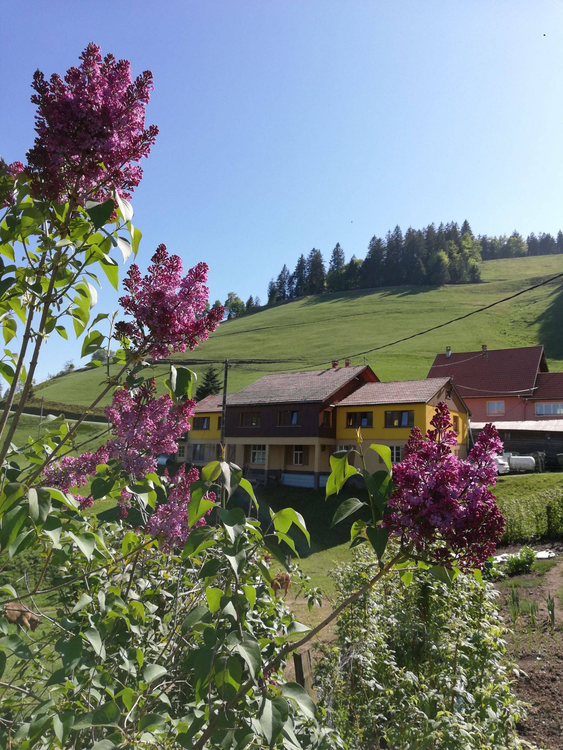 Petite ballade autour des cols Sainte-Marie-aux-Mines