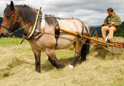 activités estivales à la ferme Fraize