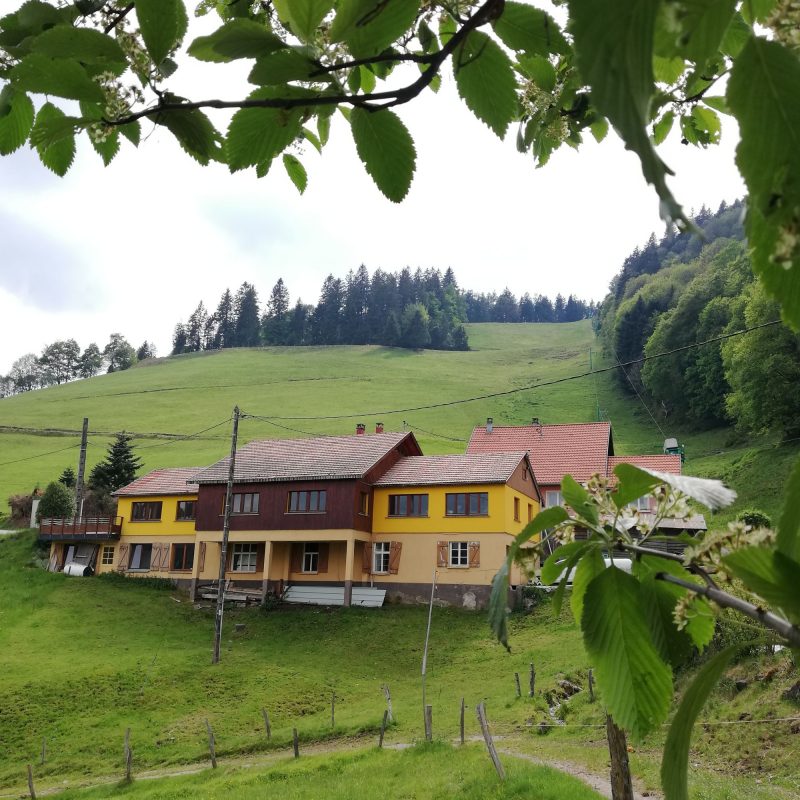 IMG_20200515_160334 800X800 | La Graine Johé Photos page d’accueil Munster 0